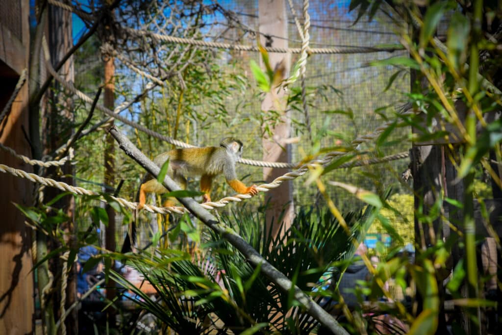 Bezoek de dieren in Plaswijckpark met je abonnement
